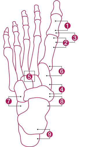 foot-diagram